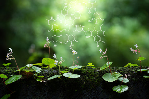 The Chemistry Behind Photosynthesis: Fueling Life on Earth